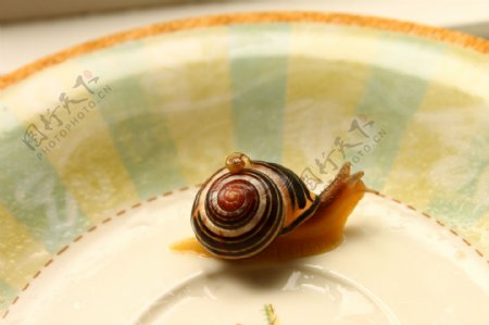 蜗牛图片