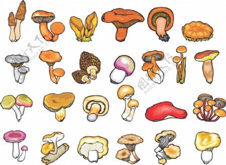 植物手绘的蘑菇