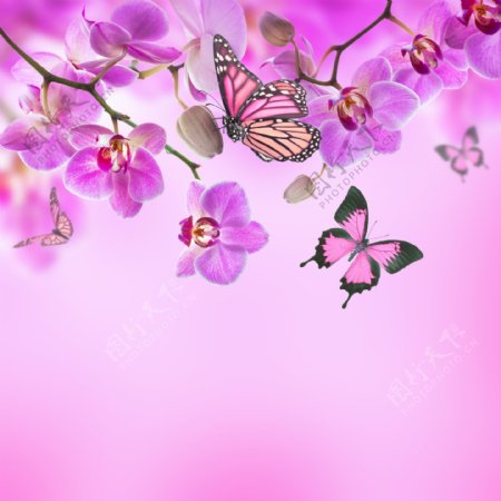 蝴蝶粉红光影背景