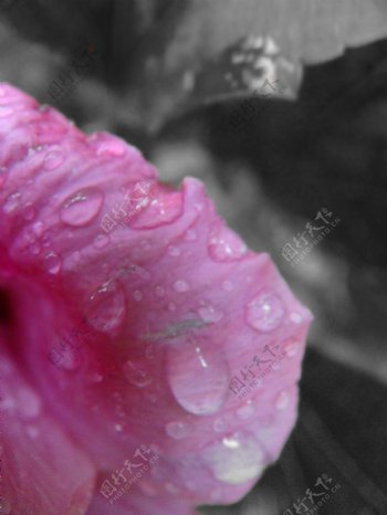 花瓣水滴图片