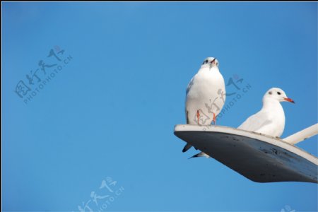 滇池海鸥图片