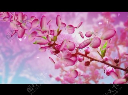 桃花背景视频素材图片