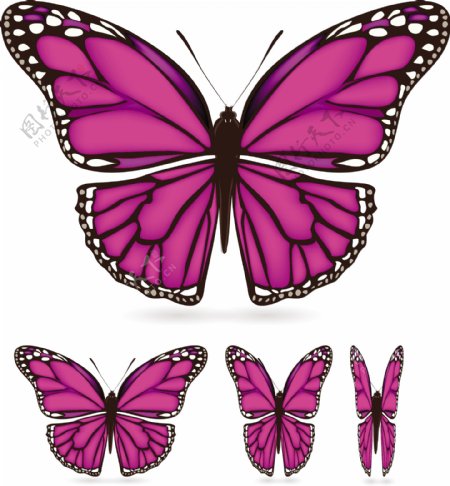 美丽的蝴蝶材料02美丽的翅膀图案矢量素材