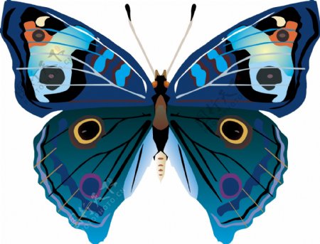 印花矢量图动物蝴蝶色彩宝石蓝色免费素材