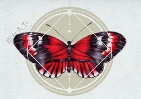 位图插画昆虫蝴蝶几何免费素材