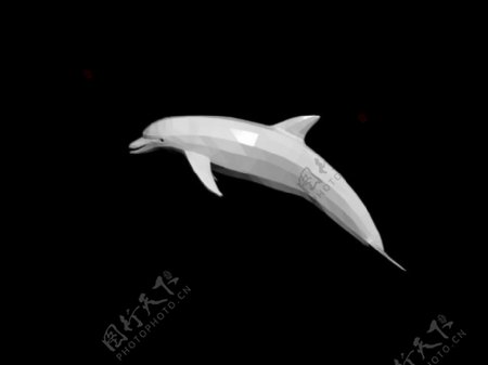 海豚模型