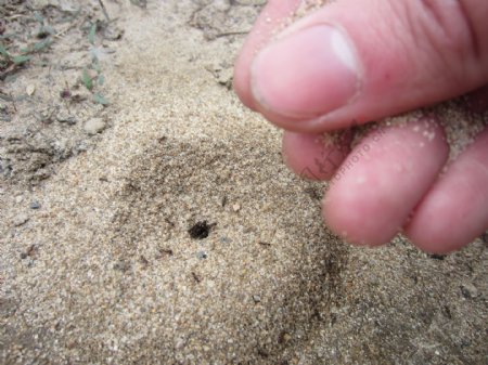 蚂蚁大坝图片