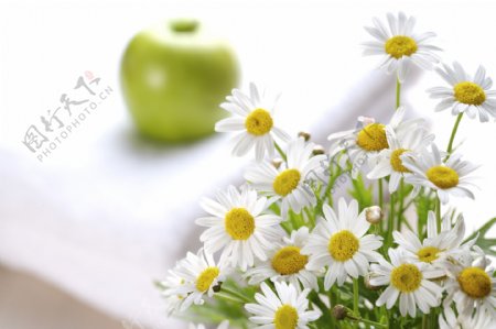 盛开的白菊花和青苹果高清图片下载