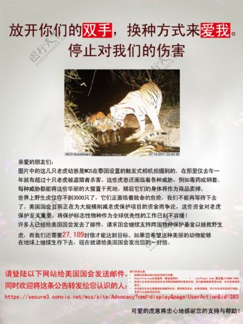 东北虎公益海报图片