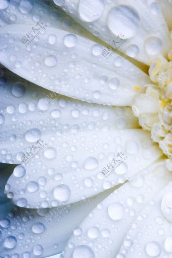 菊花瓣水滴水珠图片