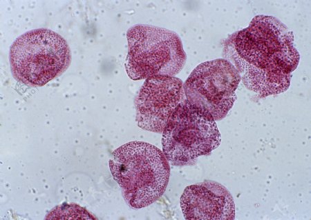 紫色圆形细胞