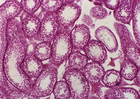 紫色圆形细胞结构