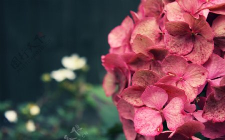 位图植物花朵写实花卉丁香花免费素材