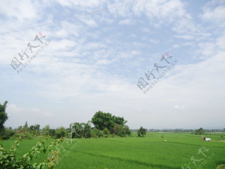 田间水稻自然风景图片