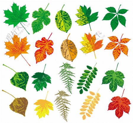多款色彩缤纷的树叶矢量素材