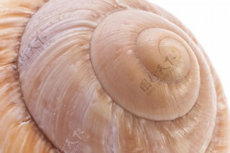蜗牛的壳