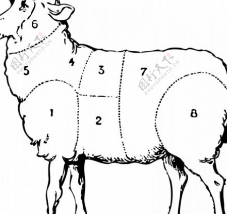 绵羊肉部分矢量图