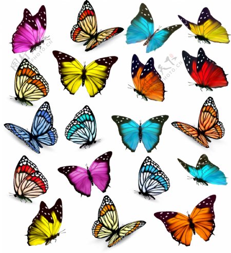 彩色蝴蝶模板