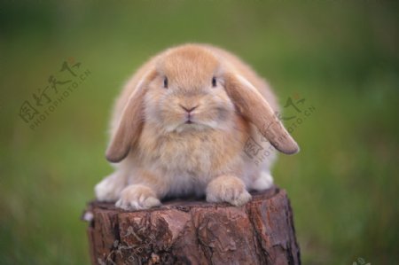 小动物宠物兔10