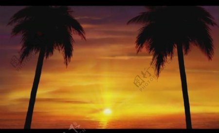黄昏椰树视频素材图片