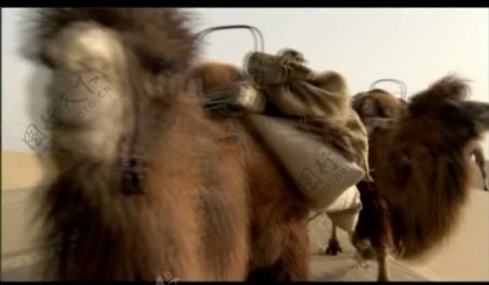 沙漠骆驼行走视频图片