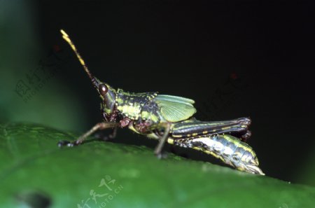 昆虫蝗虫图片