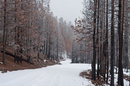 冬季森林的路