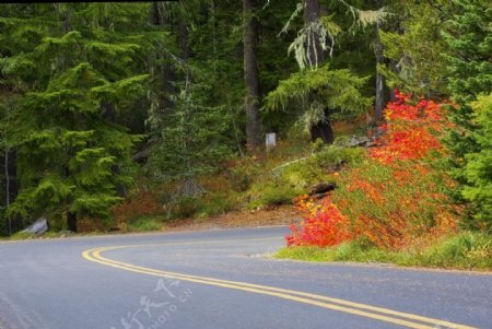 秋天的树木和道路背景