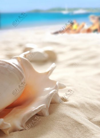 海边沙滩海螺实用图片精美图片印刷适用高清图片创意图片