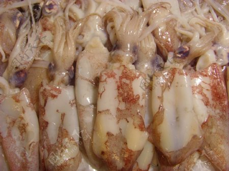 生鲜图章鱼图片