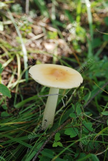 山野蘑菇图片
