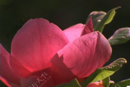 花朵背景视频