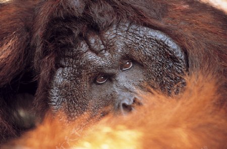 金刚原型火红的猩猩雄性猩猩