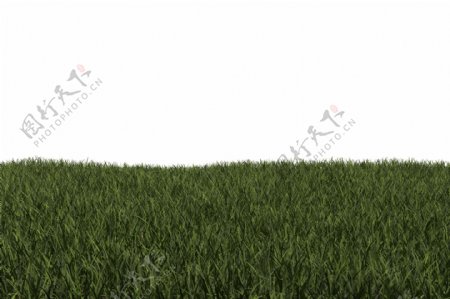 绿色的草孤立在白色背景