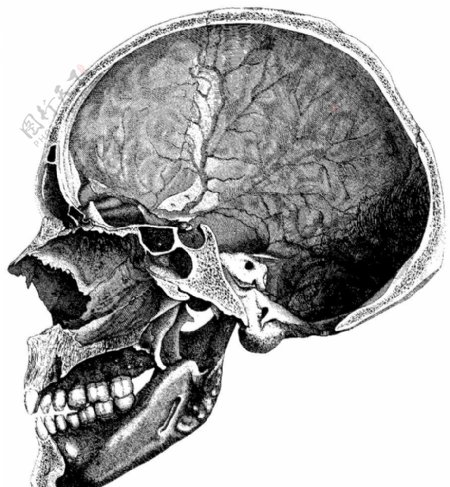人体头骨内部图片