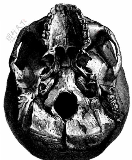人体头盖骨内部图片