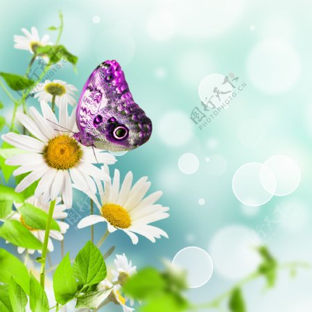花卉蝴蝶图片