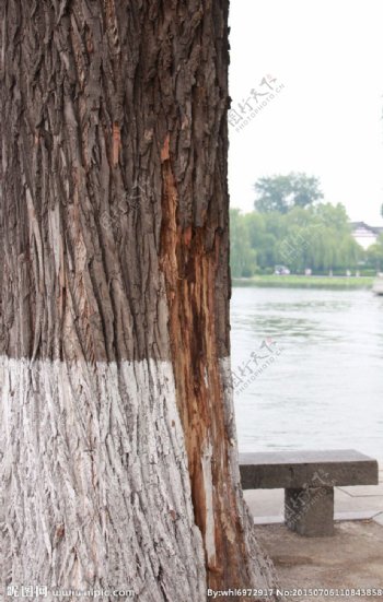 湖边树木石凳图片