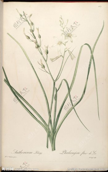 兰花手绘植物圣经图片
