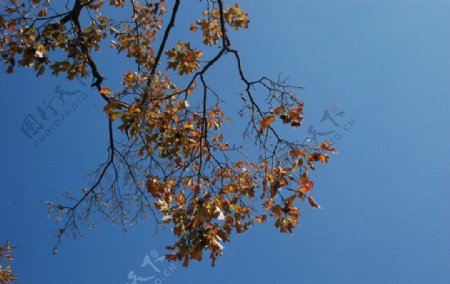 昆明冬日的树图片
