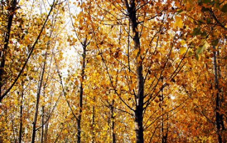 秋景树林图片