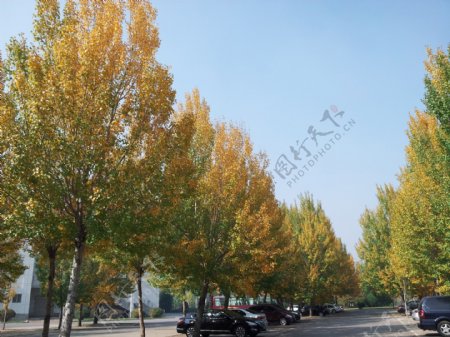 秋天黄色的杨树图片
