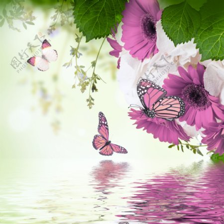 唯美蝴蝶鲜花图片