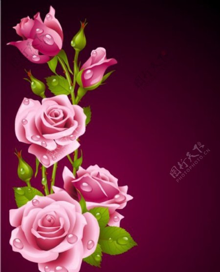 紫色玫瑰花图片