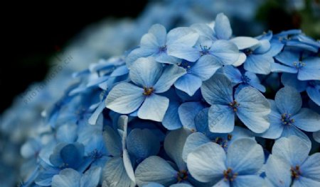 蓝色花朵图片