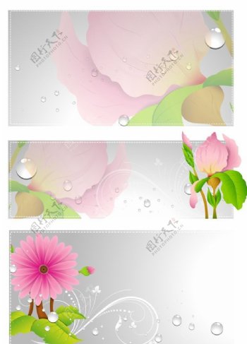 莲花花朵背景图片