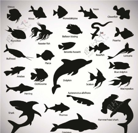 海豚鲨鱼海鱼图片