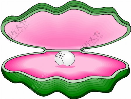珍珠图片
