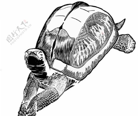 龟寿图图片