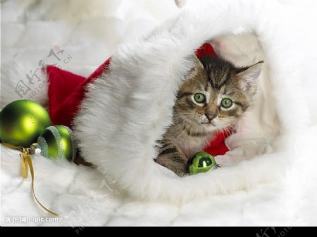 平安夜圣诞节礼物宠物猫缎带彩球雪花图片